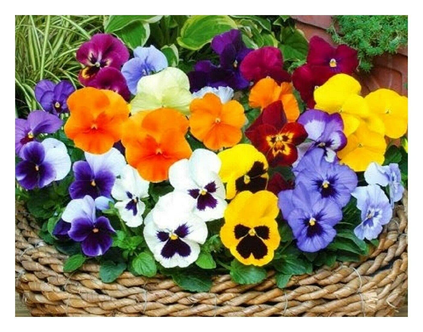 Buy4seeds 200 Seeds Winter Flowering Pansy Viola Mix for Planting Easy to Grow