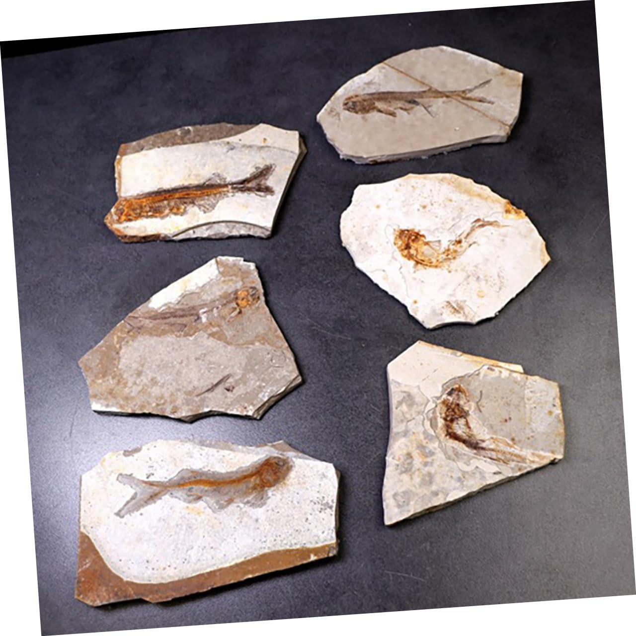 Cabilock Campione Fossile Pesce Resina per Laboratorio di Scienze e Ricerca Educativa, Decorazione da Scrivania per Studio e Materiale Didattico per Studenti, Dimensioni Stili multipli