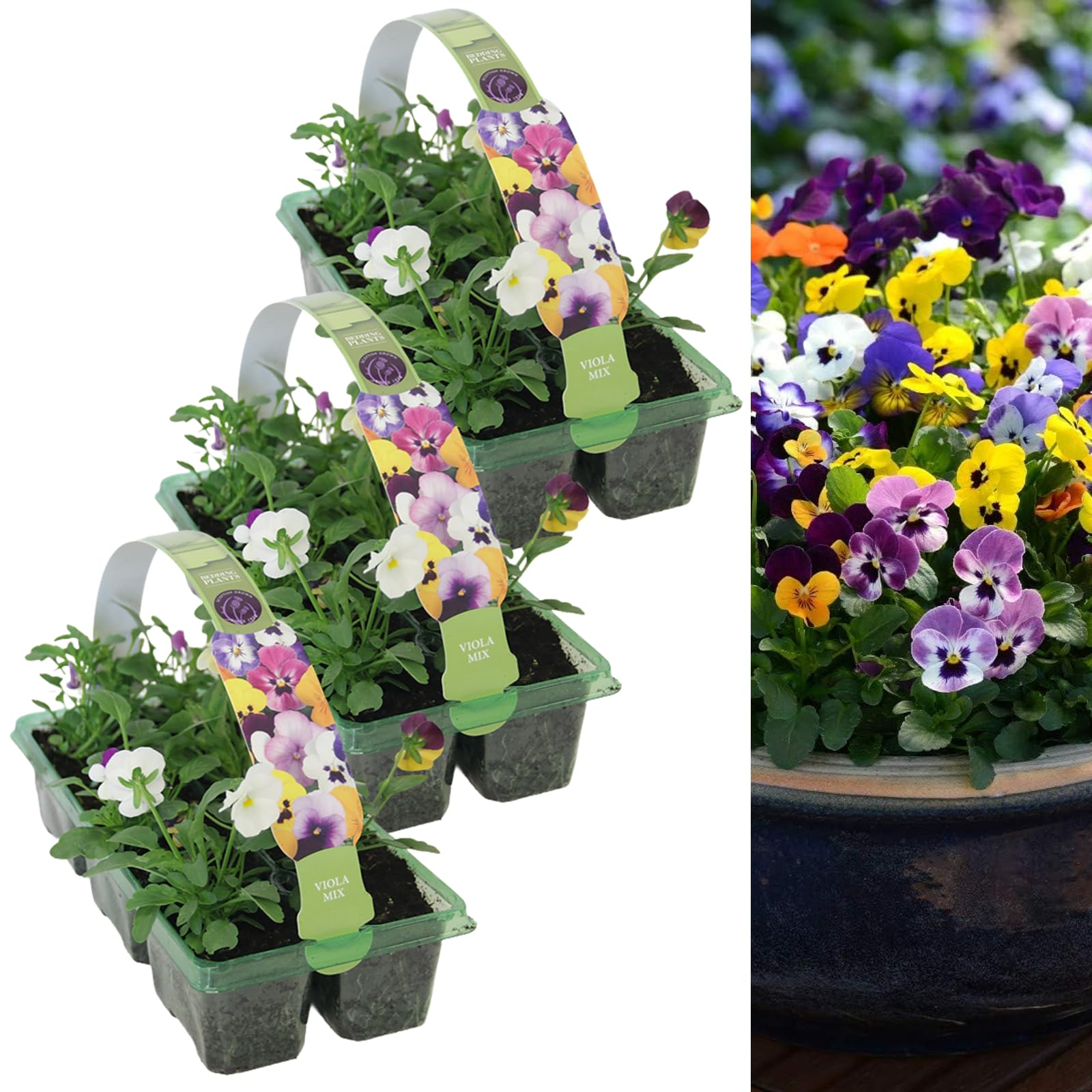 Carbeth Plants Viola Plants Mixed 3 x 6 Pack Bedding Plants