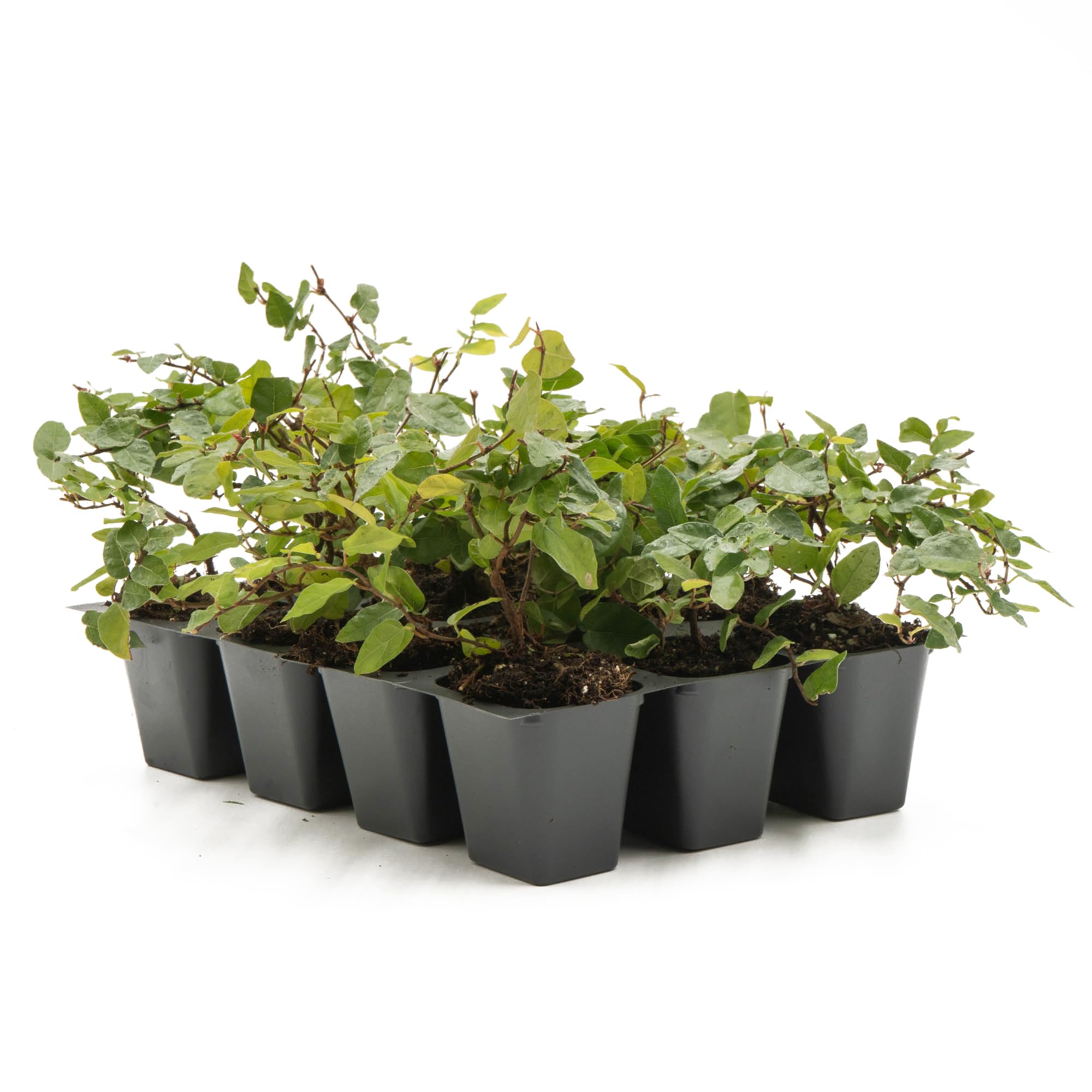 12 Creeping Fig, Live Plants – Ficus Repens – Fast-Growing &amp; Versatile Climbing Vine in 2.5” Nursery Cubes – Perfect for Living Walls, Topiaries, Ground Cover &amp; Indoor/Outdoor Decor
