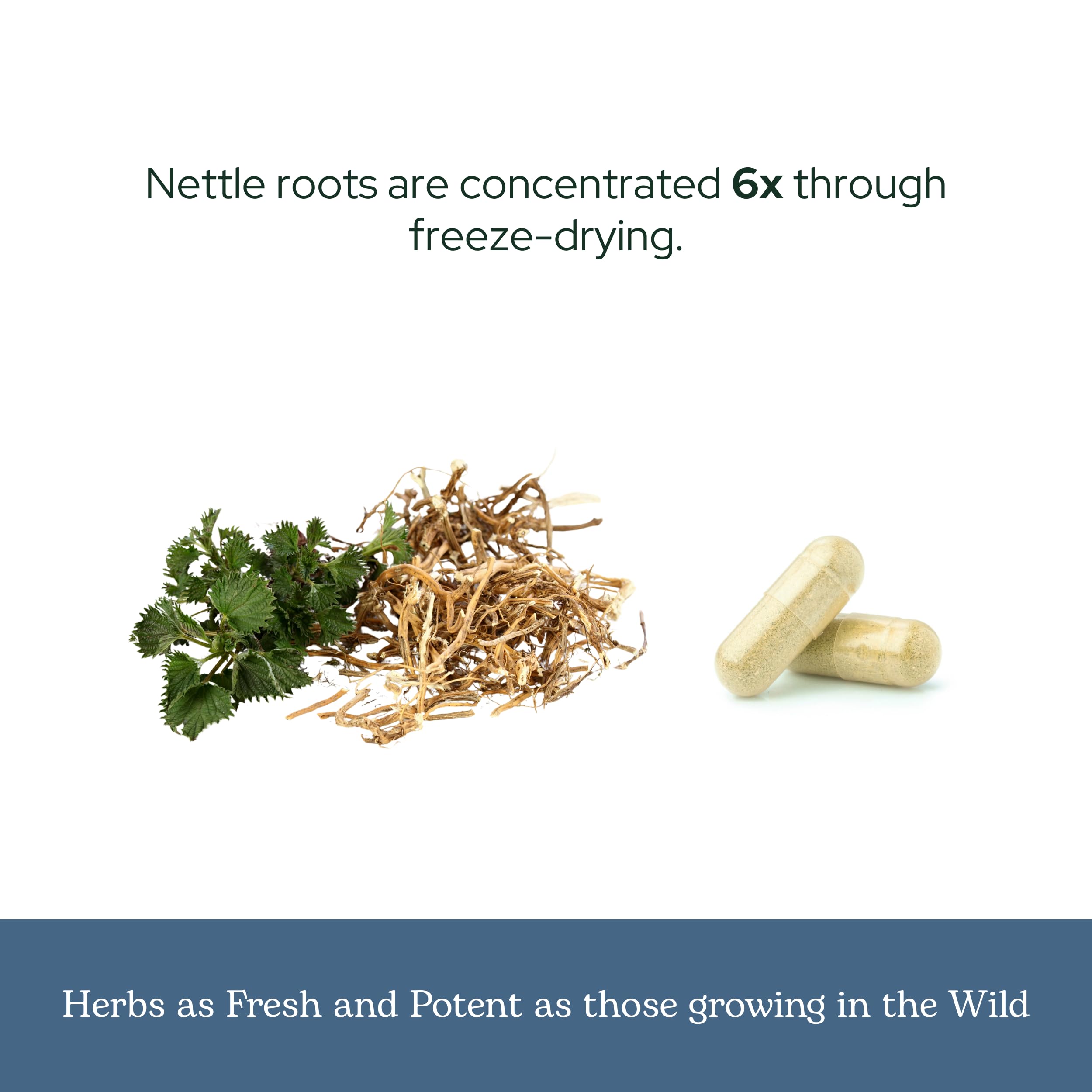 Eclectic Herb - Nettle Root Capsules | Prostate, Urinary Tract, and Male Health Support | Vegan, Non-GMO, Gluten Free, Freeze-Dried (90 CT | 250 mg) — Amazon image 6