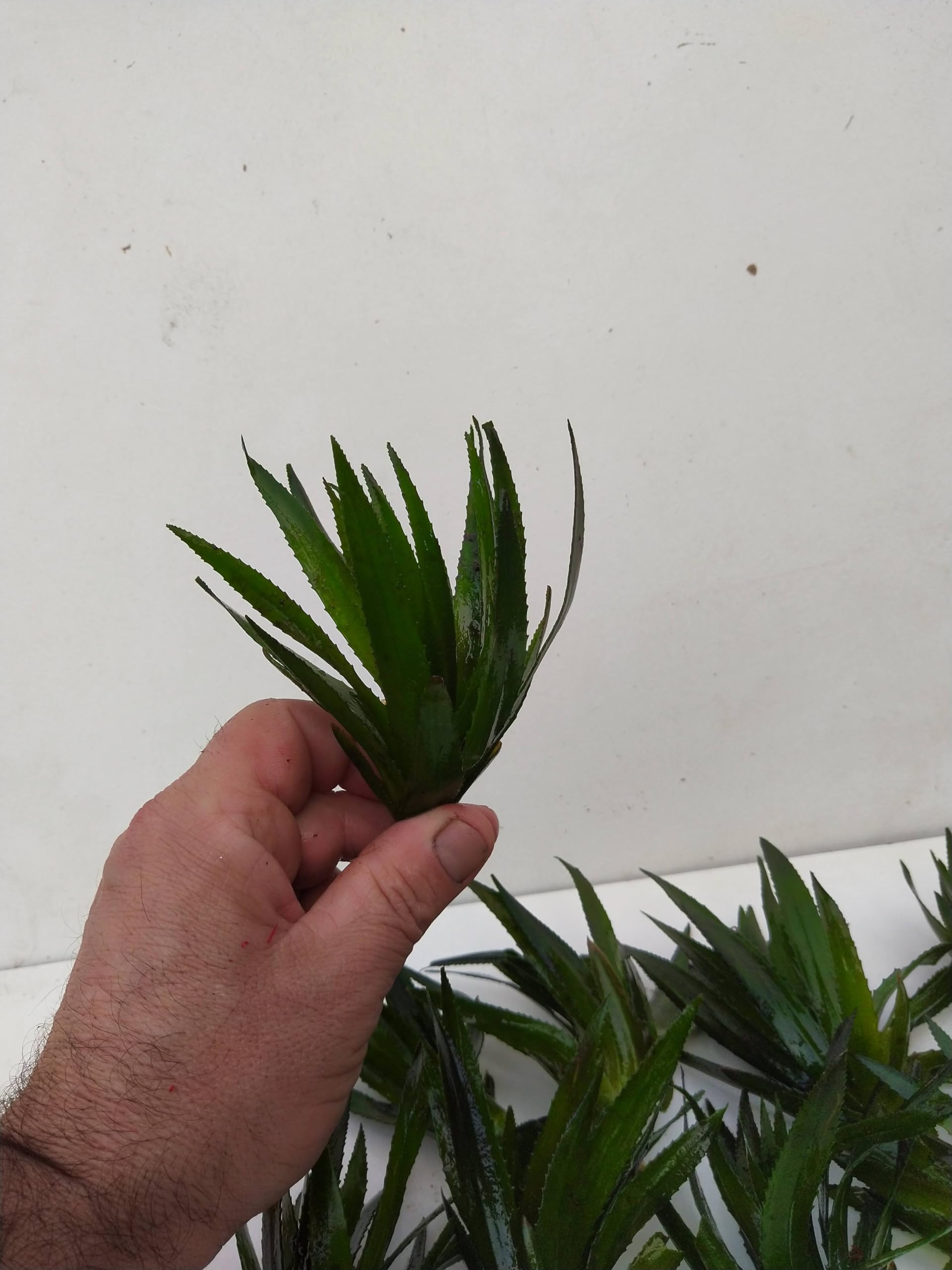 10 tijeras de cangrejo Stratiotes Aloides para plantas de natación, acuario, estanque