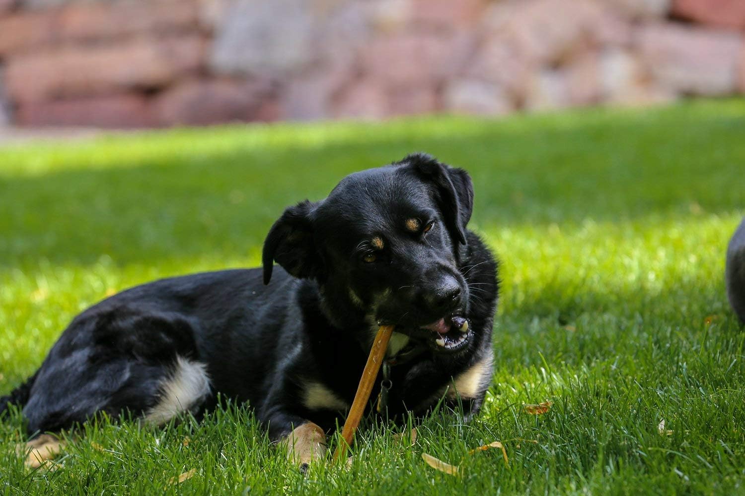 Top Dog Chews 12” Premium Bully Sticks – All-Natural, Long-Lasting Dog Chews, Odor-Free, High-Protein, 25 Pack