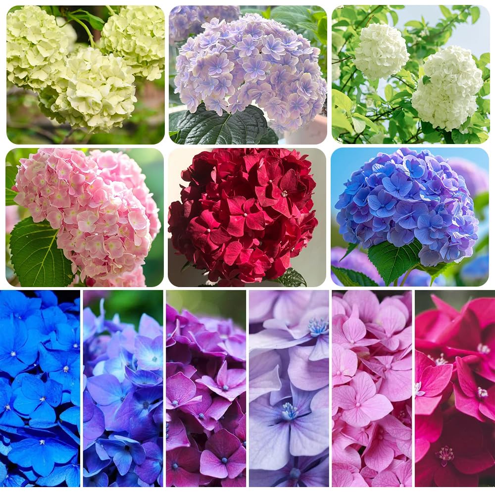 50pcs Blue Pink Purple Giant Snowball Hydrangea Seeds - Bloom Perennial Flowers Outdoor
