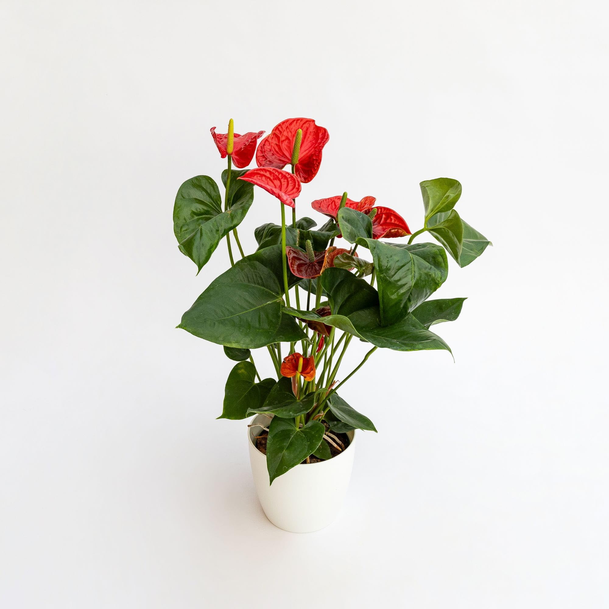 Anthurium Andreanum Zimmerpflanze, Flamingoblume Rot, 30-50 cm, 2er Set,  Pflegeleicht : Amazon.de: Garten