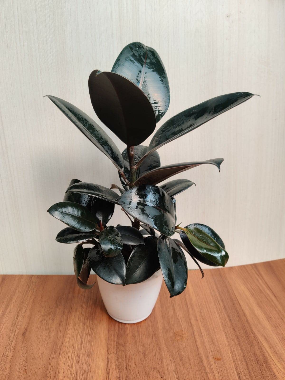CAPPL Live Ficus Elastica Burgundy Color Rubber Indoor Plant With Pot For Home, Living Room and Office (B075N12F47) Amazon Price History, Amazon Price Tracker