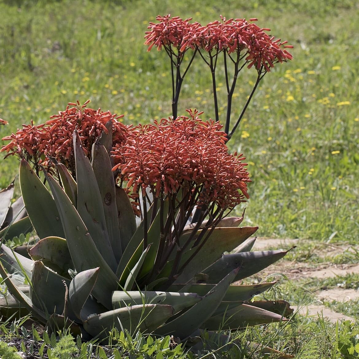 Amazon.com : Coral Aloe Plants (Aloe striata) - Live Succulent with  Striking Pink Edges and Smooth, Flat Leaves for Indoor/Outdoor Gardening (2  Coral Aloe Cups) : Patio, Lawn & Garden