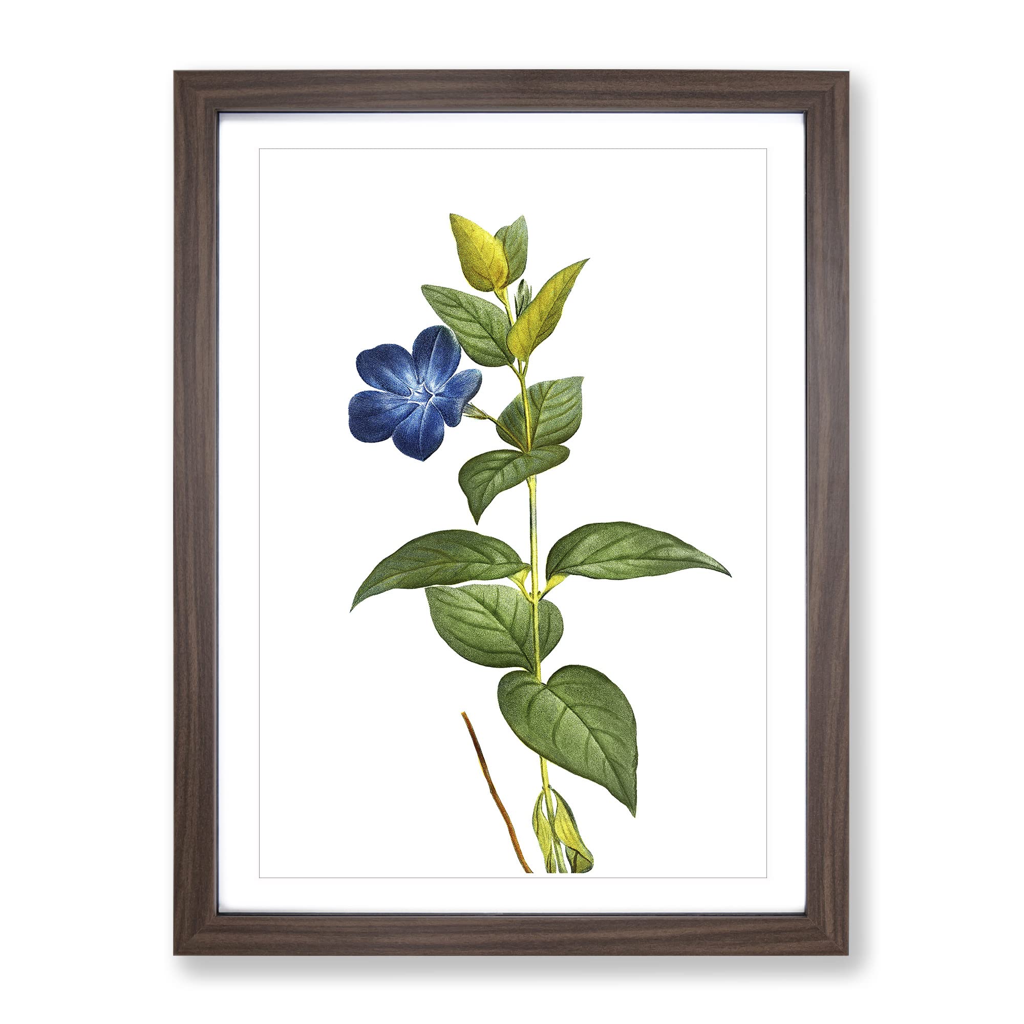 Periwinkle Blue Flowers By Pierre Joseph Redoute Vintage Framed Wall Art Print
