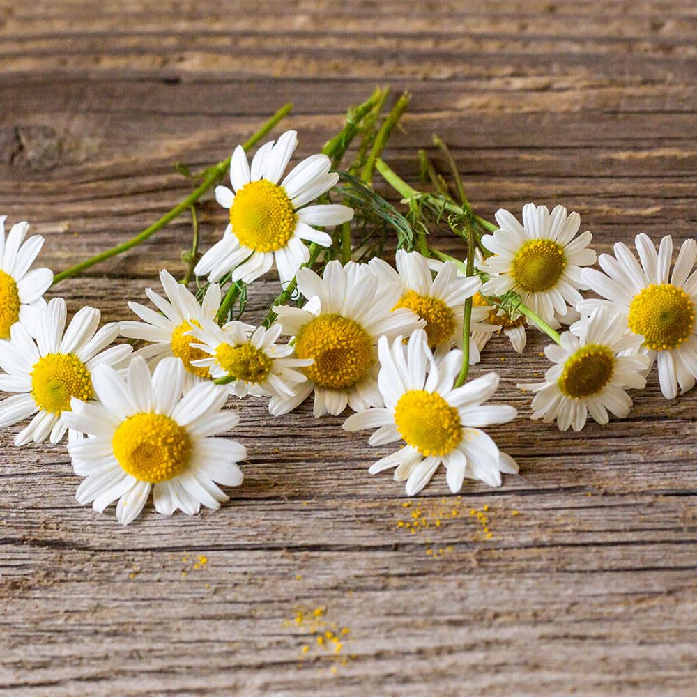 Camomile Seeds – Matricaria Camomilla – Aromatic Herb for Tea – Easy to Grow Annual Italian Variety – Long Flowering Season – UK Garden Friendly