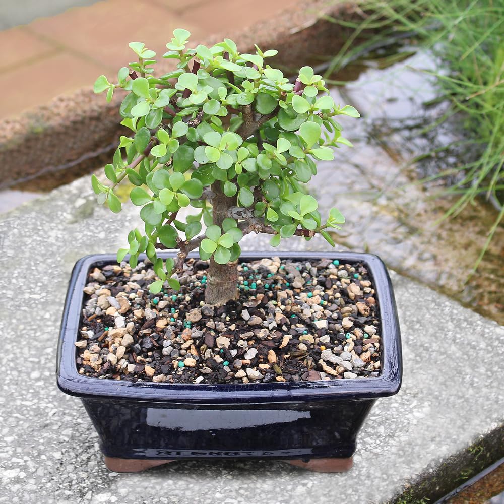 Amazon.com: Brussel's Bonsai - Live Dwarf Jade Bonsai Tree in a Grower  Bonsai Pot, Indoor Succulent Houseplant, 4 Years Old, 8-12 Inches Tall, Easy  Care Plant for Home or Office (Medium) :