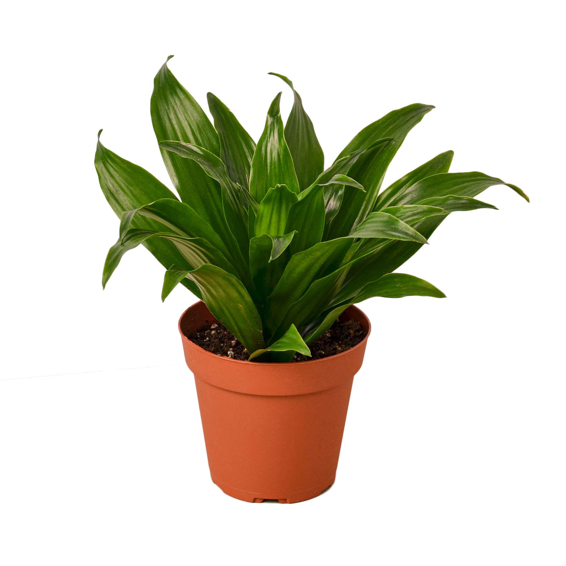Dracaena Janet Craig 4 Inch Pot