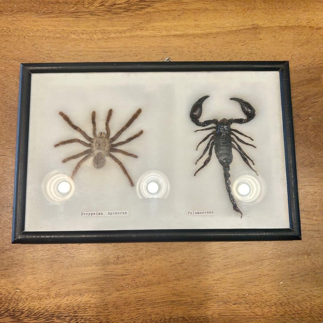 タランチュラの標本 楽天市場】【送料無料】昆虫の標本 タランチュラ 蜘蛛 eurypeima