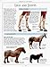 The Complete Horse Care Manual: The Essential Practical Guide To All Aspects Of Caring For Your Horse