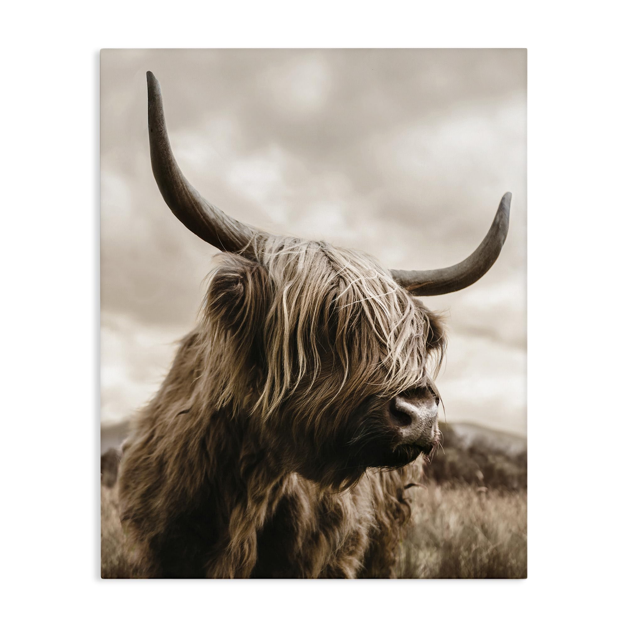 'Highland Cow on Windswept Moor'| Canvas Art