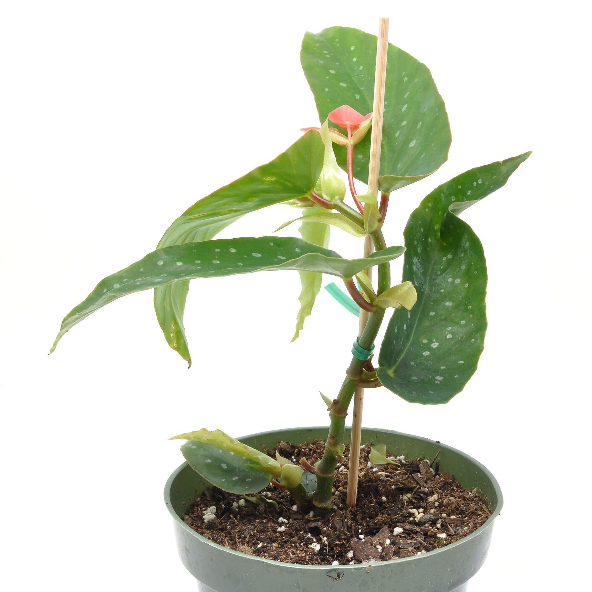calathea orbifolia schneiden Calathea Orbifolia No.19