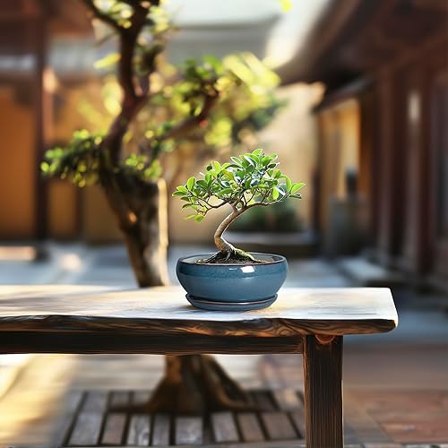 Miniatura 7 de SQOWL Macetas para Suculentas - Macetas de Cerámica para Bonsái de 6 Pulgadas, Maceta Poco Profunda con Orificio de Drenaje y Platillo, Maceta