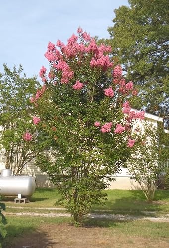 Miniatura 5 de Crape Myrtle Sioux  3 plantas vivas  Flores de color rosa intenso vibrantes, planta viva, arbusto ornamental espectacular para impresionantes