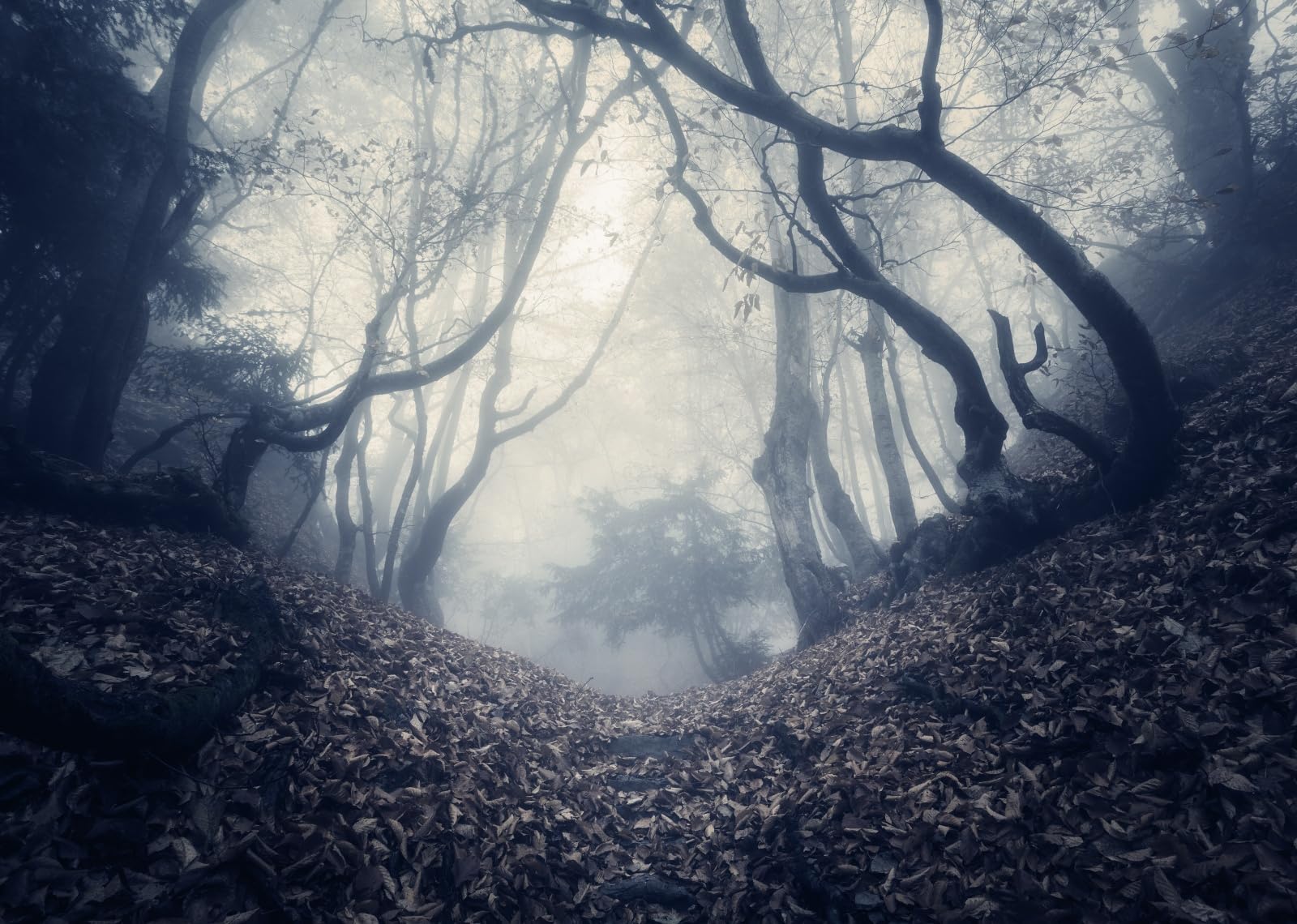15x8FT (4.6x2.5m) Sentiero Nebbioso Tra Alberi Contorti Sfondo Fotografico
