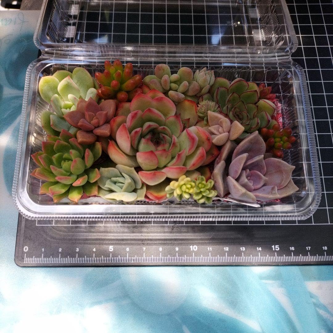 Amazon.co.jp: 多肉植物 カット苗セットプリリンゼアナ エスター  