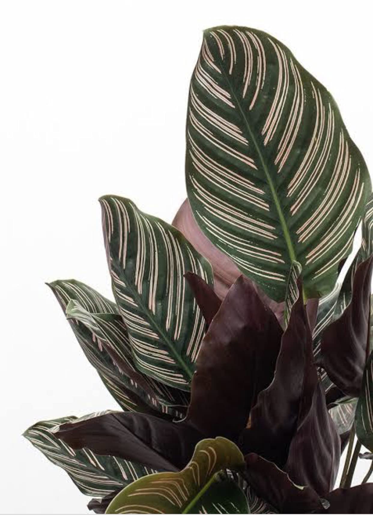 The Four Seasons Calathea Ornata | Calathea Sanderiana Pinstripe | Roseo Lineata | Natural Live Prayer Plant in Pot (B07SZ9MVGL) Amazon Price History, Amazon Price Tracker