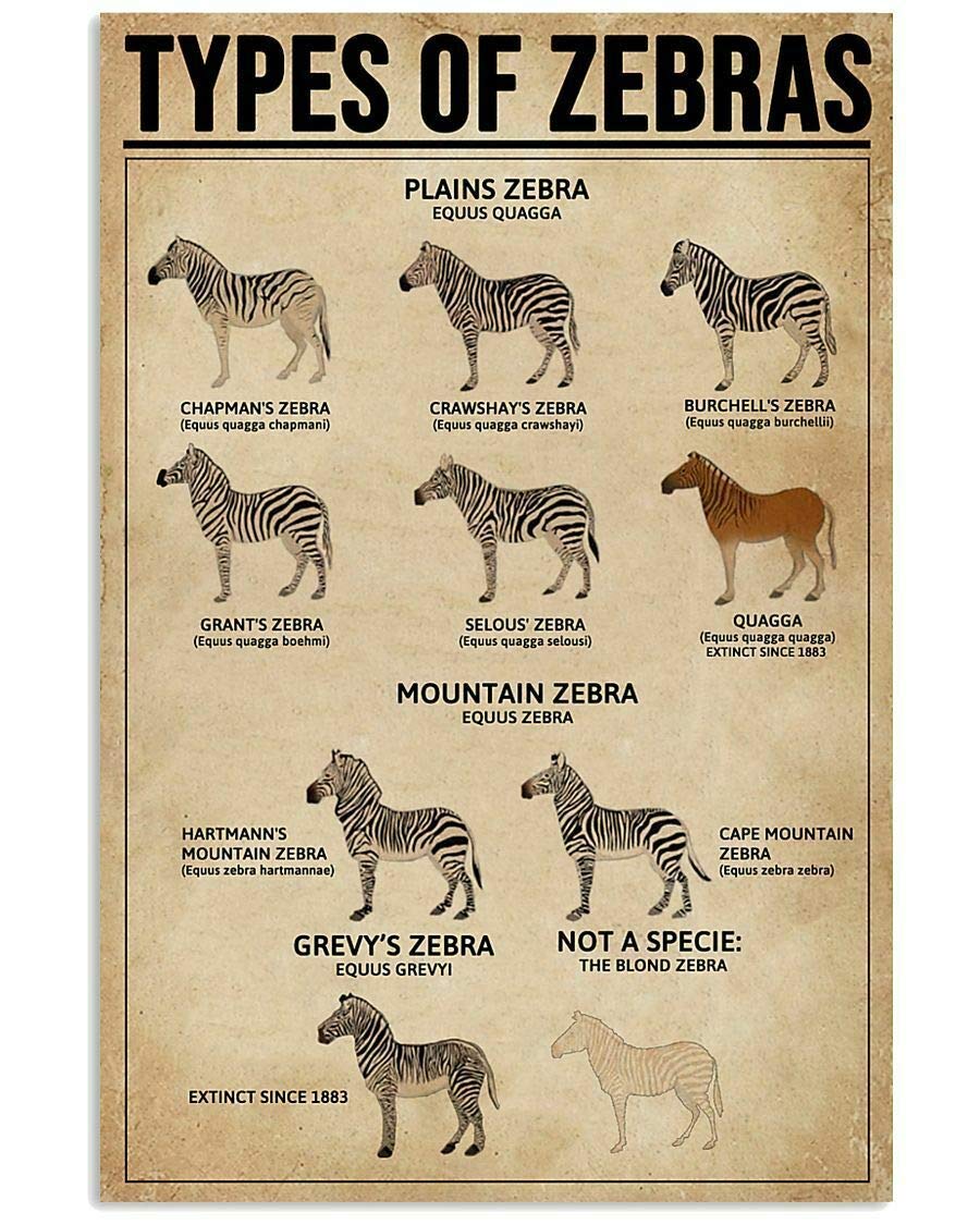 Types Of Zebras Metal Signs Retro Room Decor Zebra Science Knowledge Posters Club Farm Home Wall Decor Printed Plaque 8x6 Inches