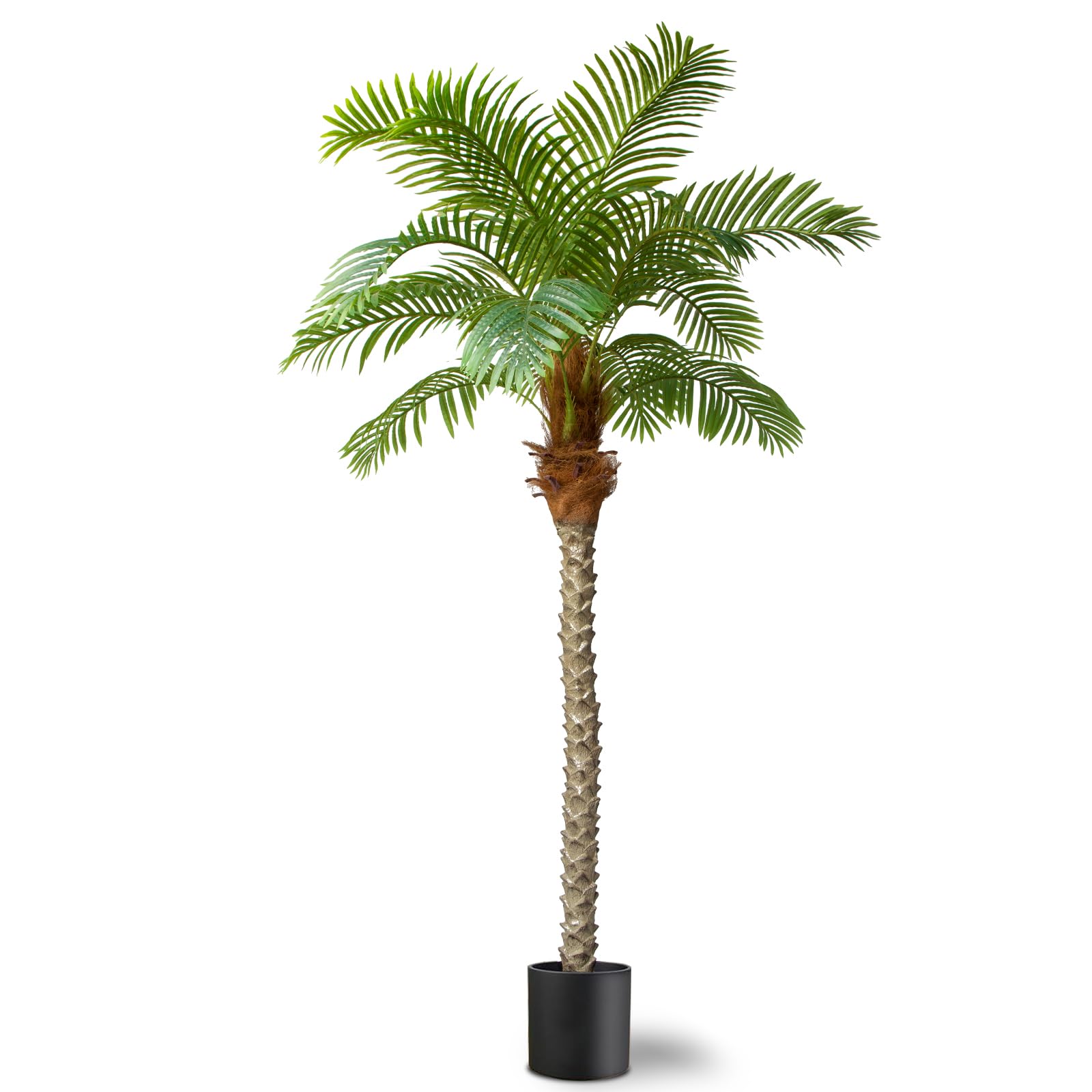 春に散るWDS×EVERLAST PALM TREE SATIN Sサイズ Costa Farms Majesty Palm Tree, House Plant in 10-in Pot L-MAJ-S