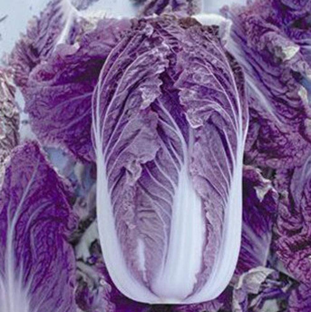 VibeX Purple Cabbage Seeds-250 Seeds (B0BBGSG58N) Amazon Price History, Amazon Price Tracker