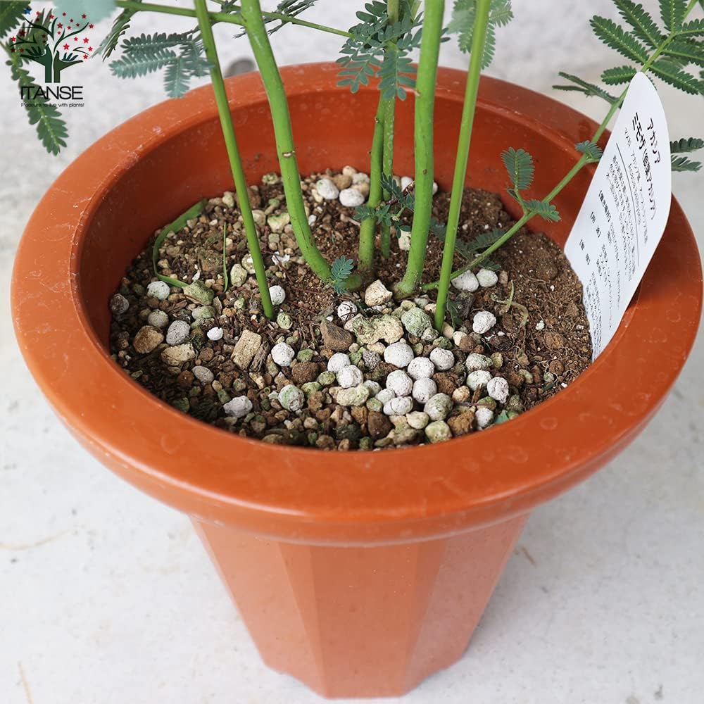 メーカー直送 アカシア新品種 オージープランツ ミモザ 苗 7号 ダークアイ 植物 メーカー直送 アカシア新品種 オージープランツ ミモザ 苗 7号 ダークアイ 植物