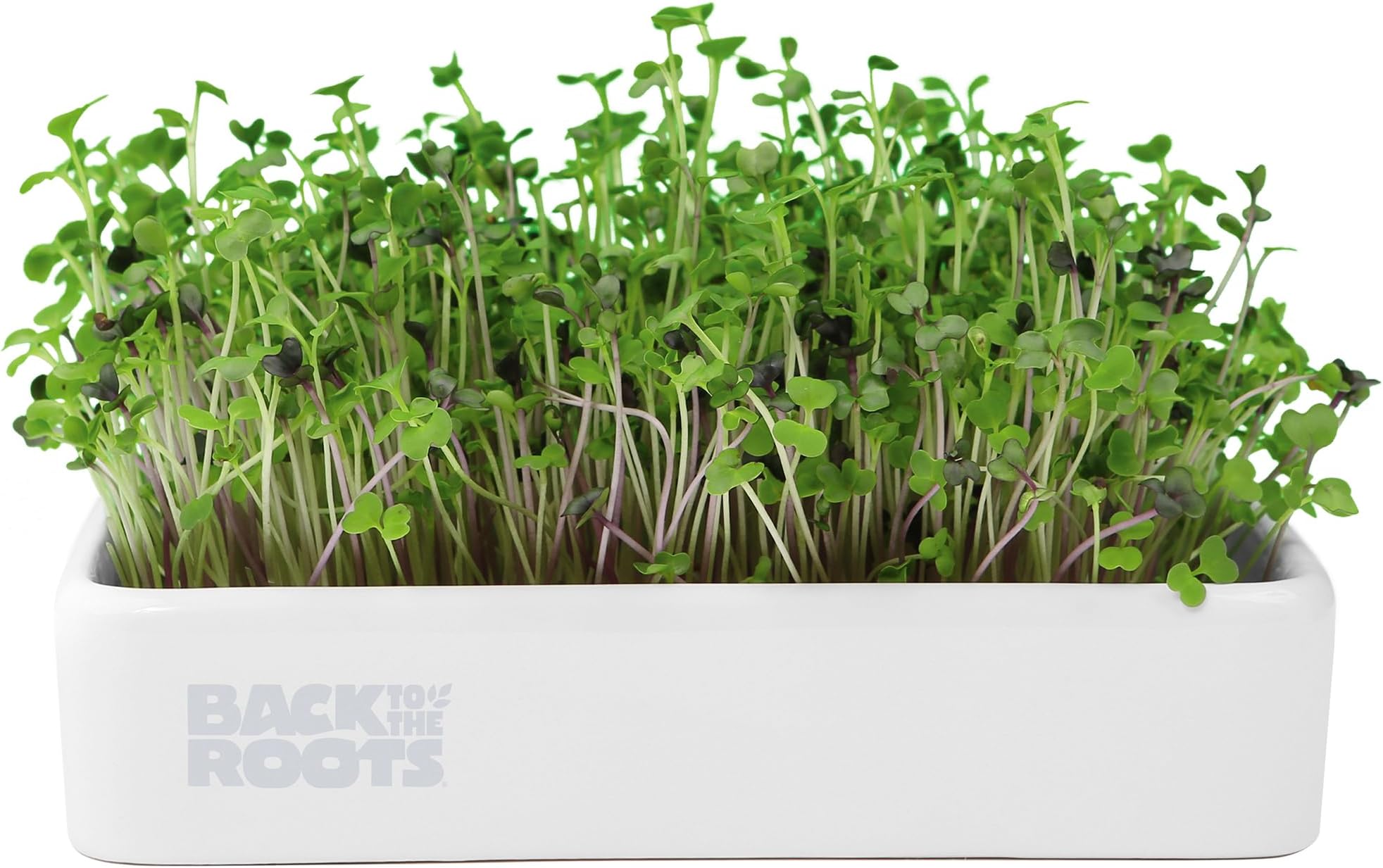 Back to the Roots Organic Microgreens Grow Kit with Ceramic Planter