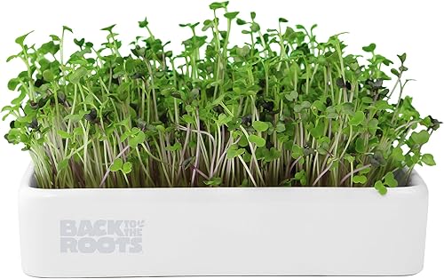 Back to the Roots Kit de cultivo de microgreens orgánicos con maceta de cerámica