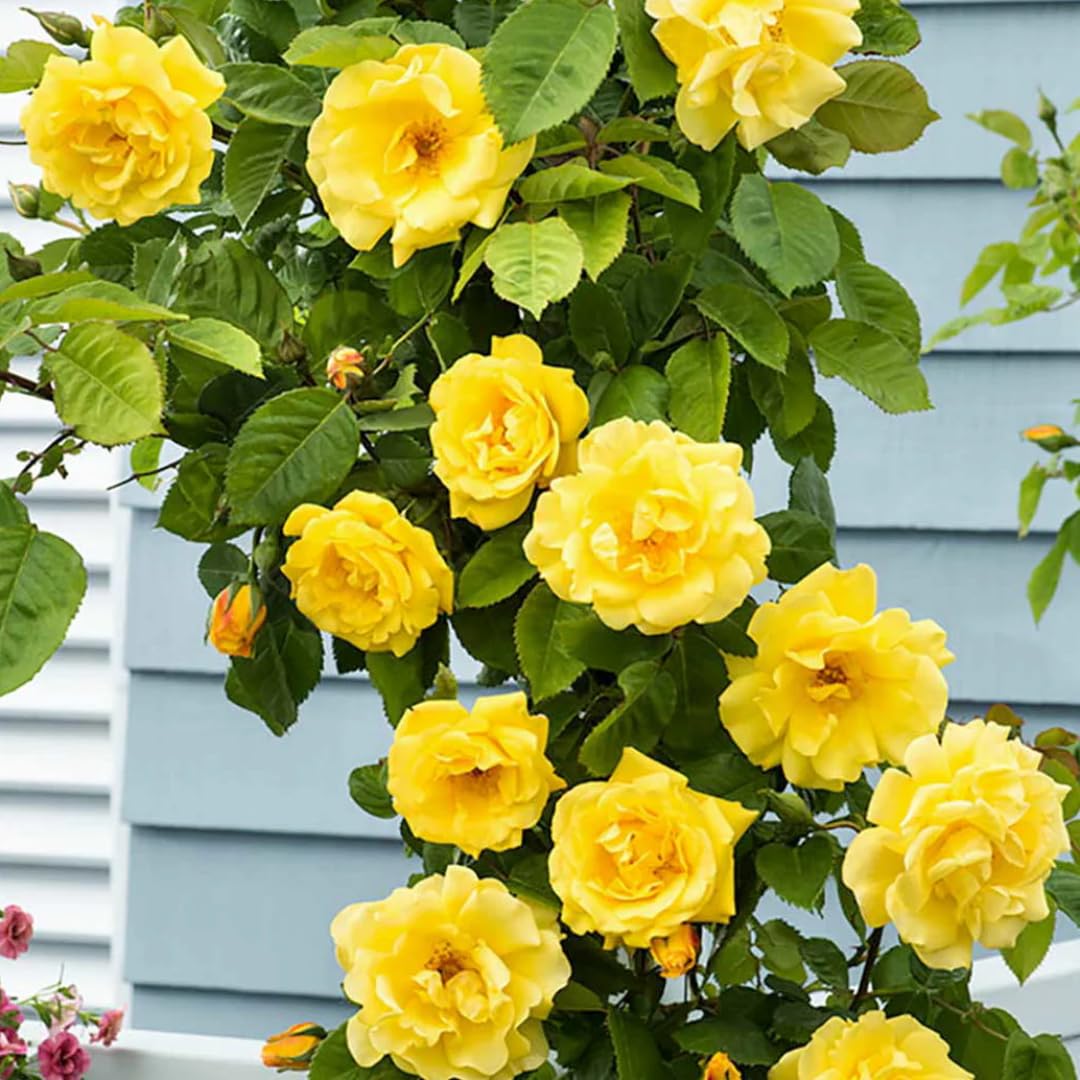 Sunrosa Yellow Rose