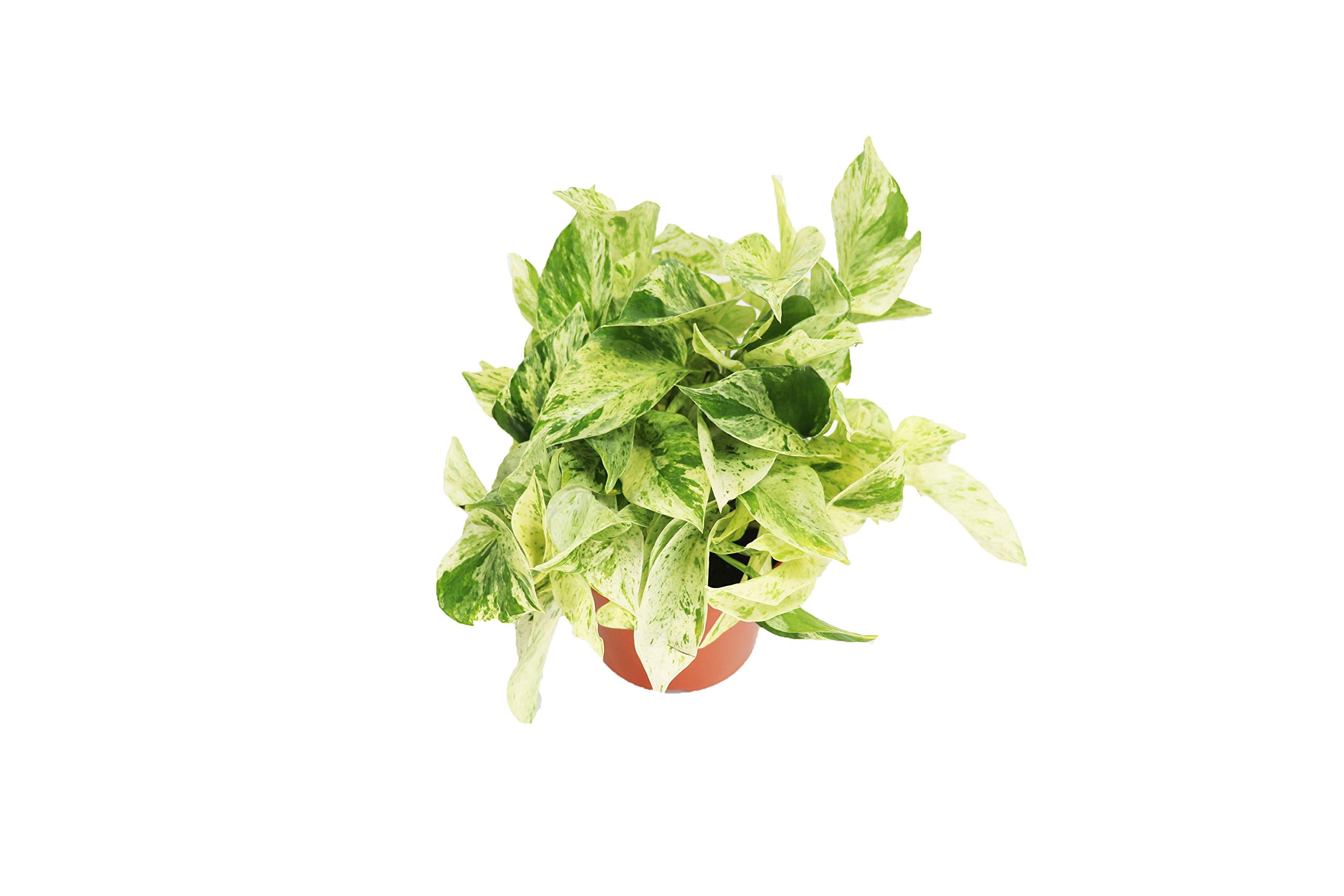Snow Queen Pothos California Tropicals 6 Inch
