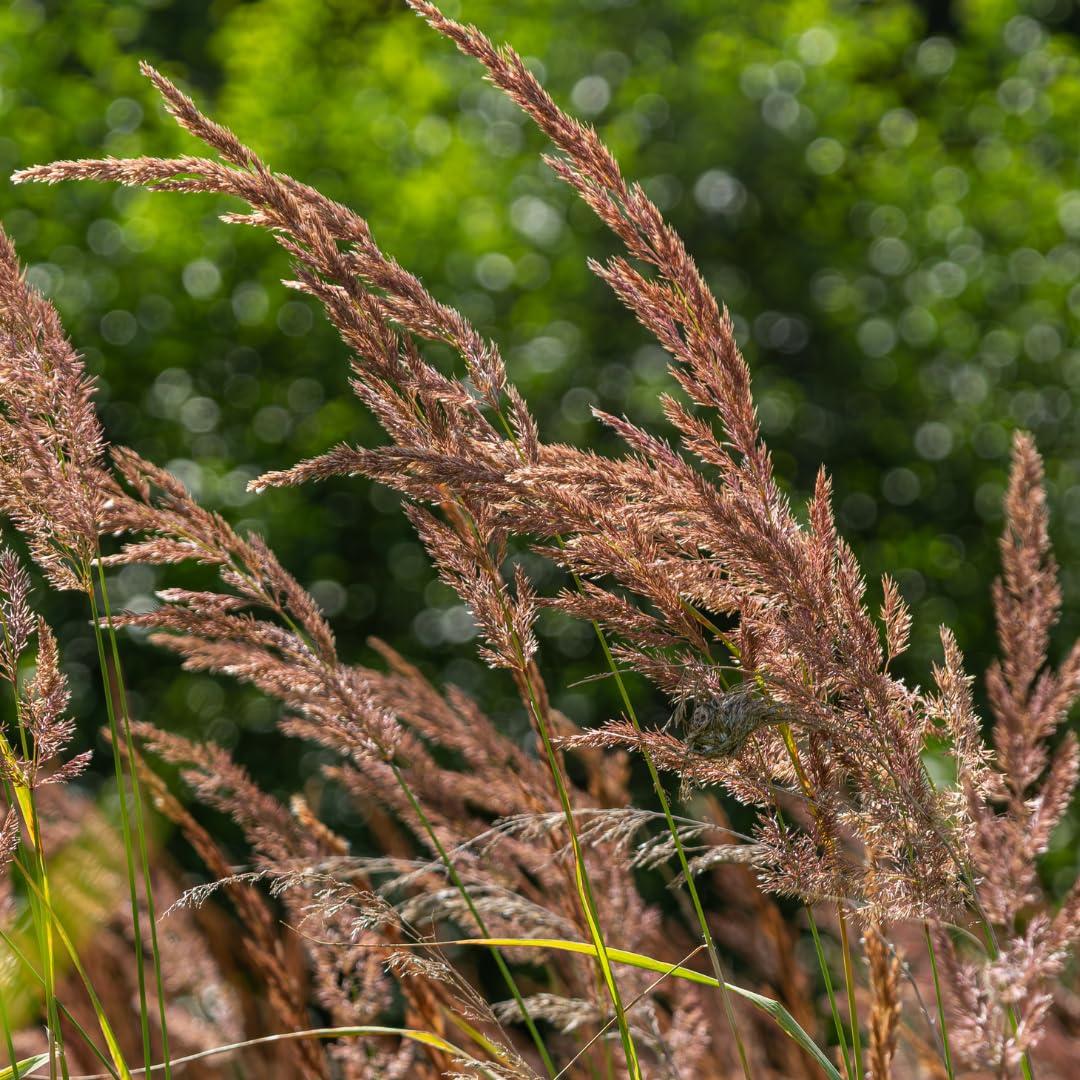 Plants by Frank Calamagrostis Brachytricha, 12x Diamantgras, Ø 9 cm
