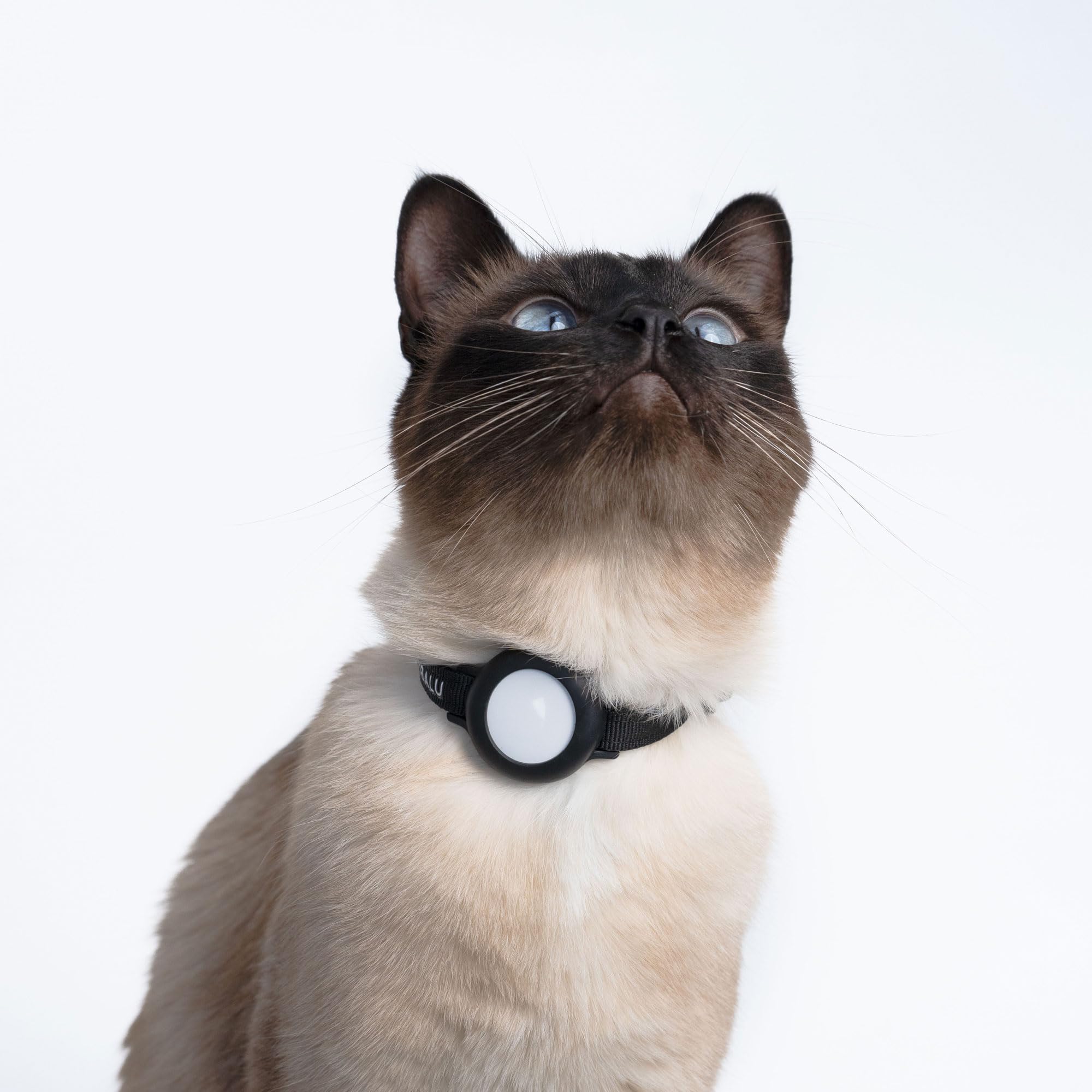 LucyBalu DORI Katzenhalsband fr den AirTag I reifestes Nylon-Halsband  mit selbstffnendem Sicherheitsverschluss I grenverstellbar 2031 cm, ab  3 kg I Schwarz : Amazon.de: Haustier