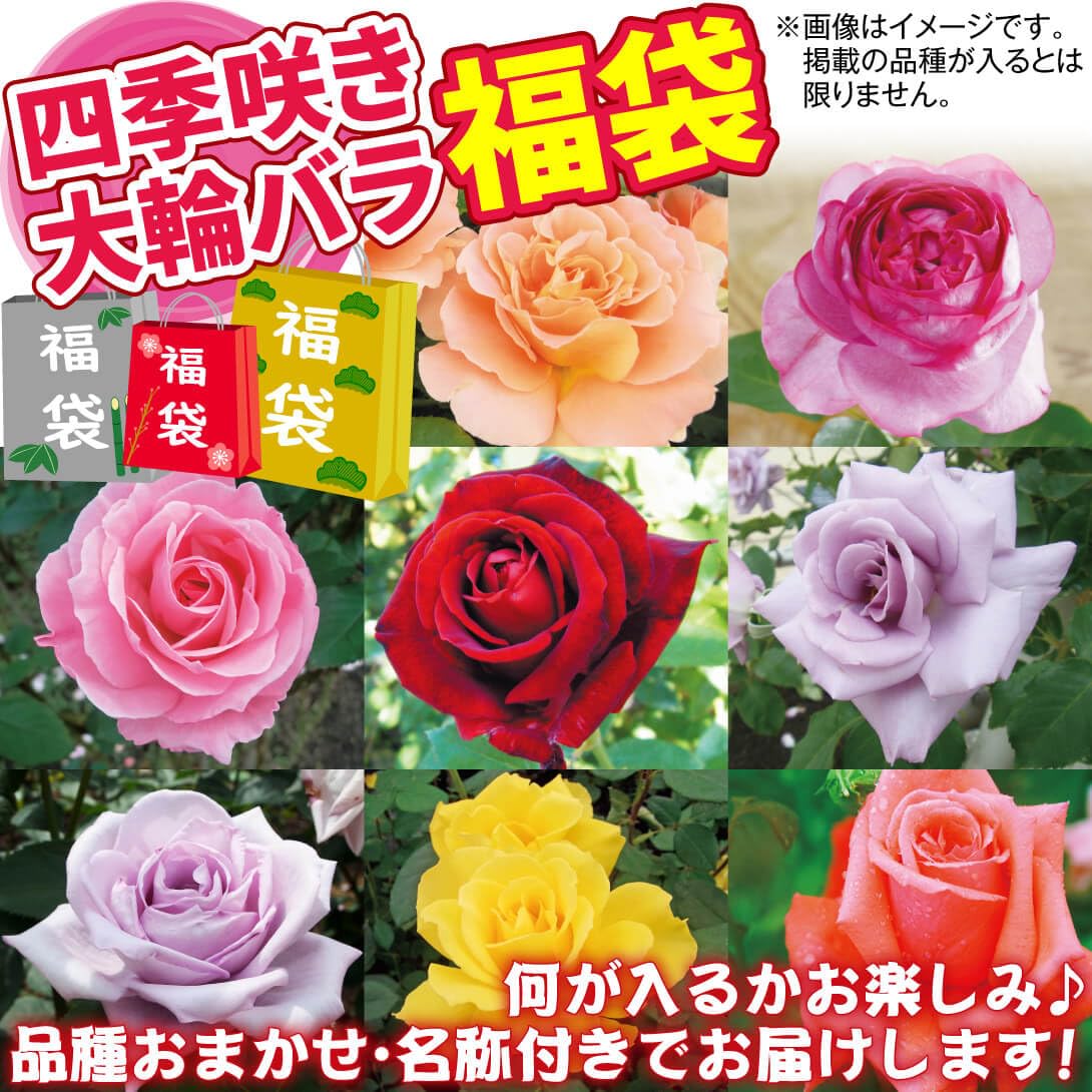Amazon.co.jp: バラ苗 四季咲き大輪バラ福袋(品種見計らい) 5株 / 国