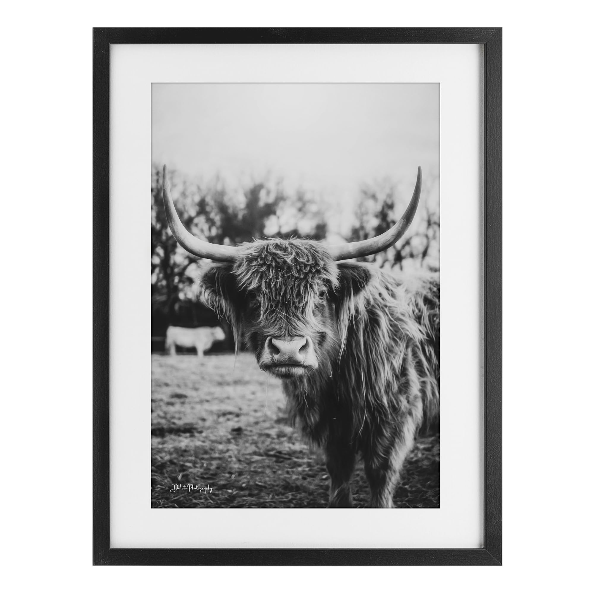 Stupell Industries 'Peering Highland Cattle', Framed Print Under Glass, Black, 14 x 20 Inches, Easy to Hang and Sturdy, Made in USA, by Dakota Diener
