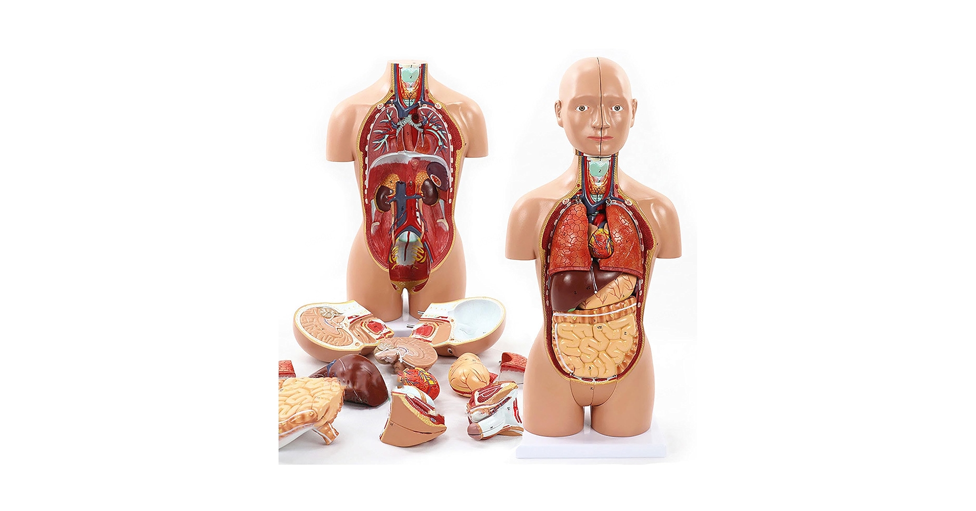 Amazon.co.jp: 20 リムーバブル12パーツ人体トルソーモデル、脳の断面