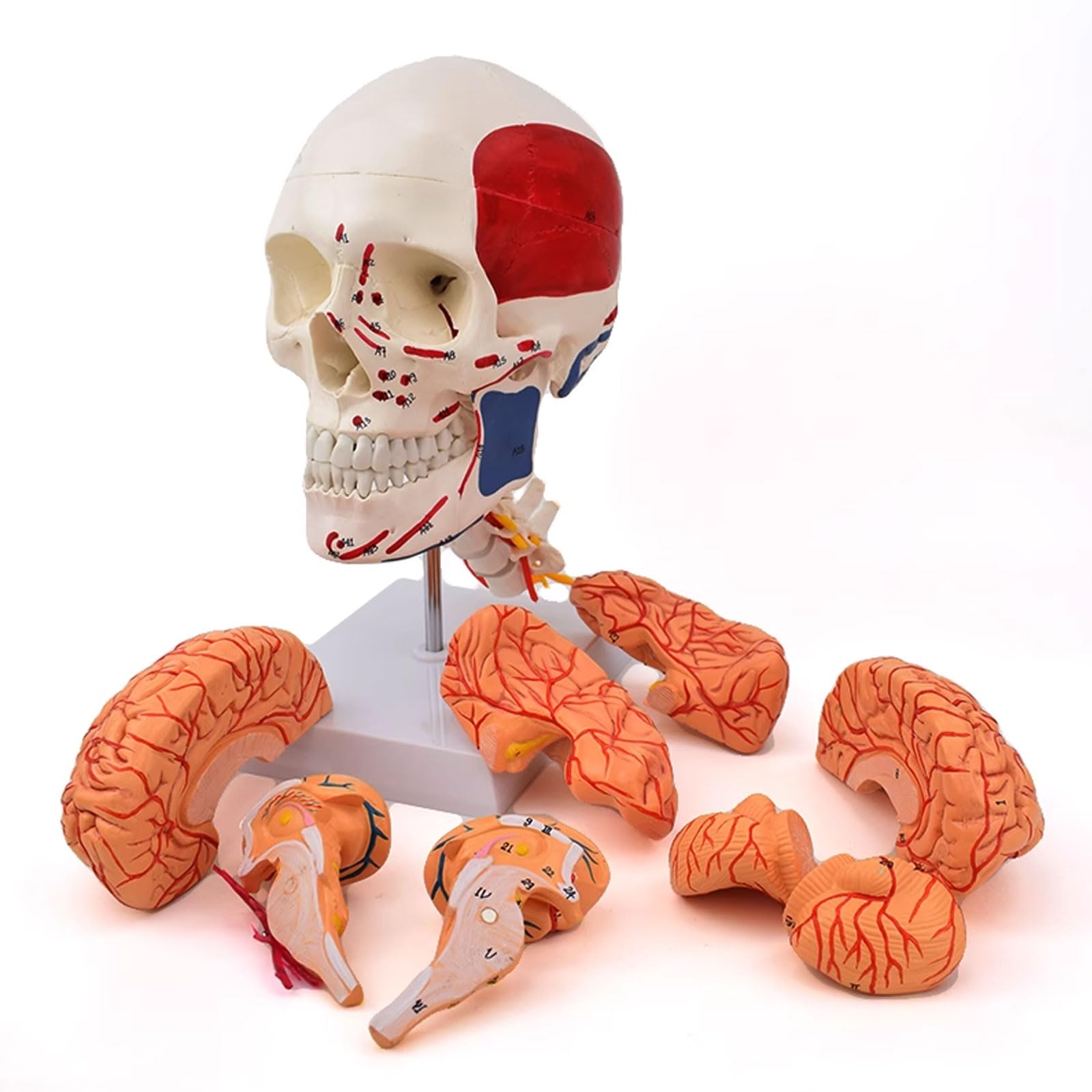YNIYUJKL Human Skull Cerebral Muscle Cerebral Model Cerebral Artery Anatomical Model Cerebral Model 1: 1 Muscle Model Attached To The Origin And Final Point And Neurologic Model