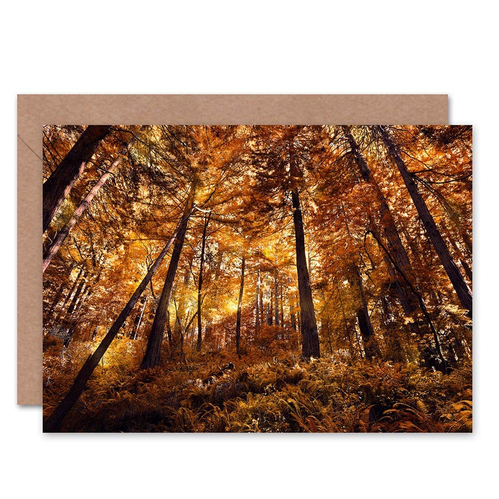 Wee Blue Coo GREETINGS CARD BIRTHDAY GIFT NATURE PHOTO FOREST TREES GOLD LIGHT