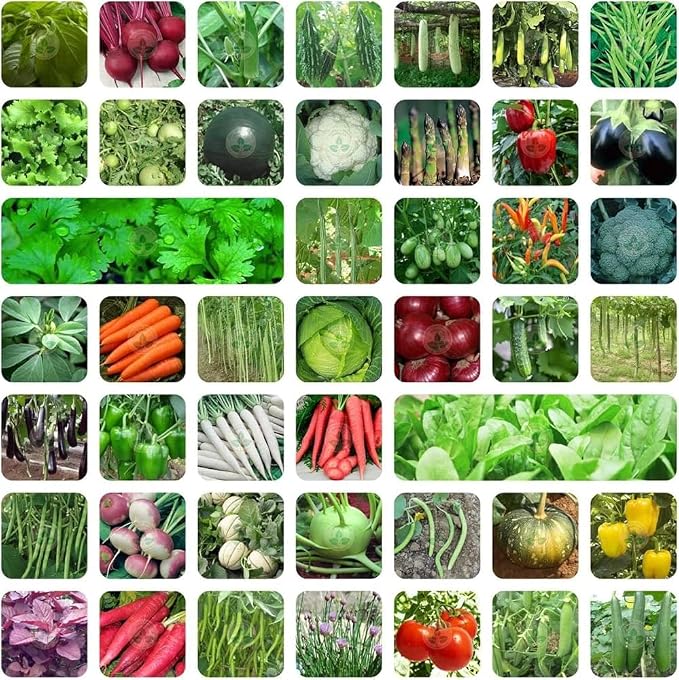 Fresh 50 Variety Vegetable Seeds, 2000+ Organic & Hybrid Seeds, Non-GMO Kitchen 