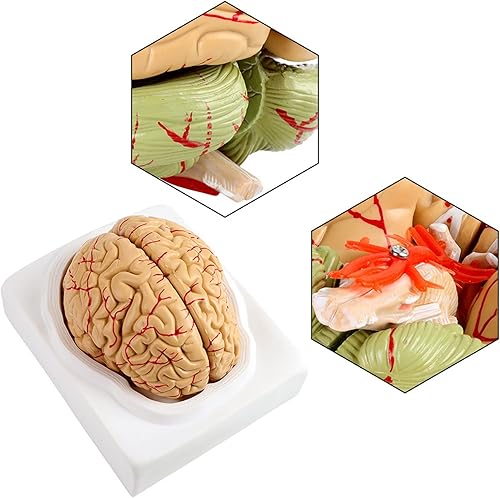 Miniatura 6 de Modelo de cerebro humano de anatomía 1:1 Modelo de cerebro anatómico Tamaño de la vida 8 piezas Modelo de anatomía para exhibición de enseñanza