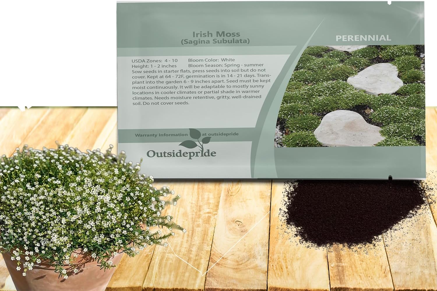 Irish Moss Seeds
