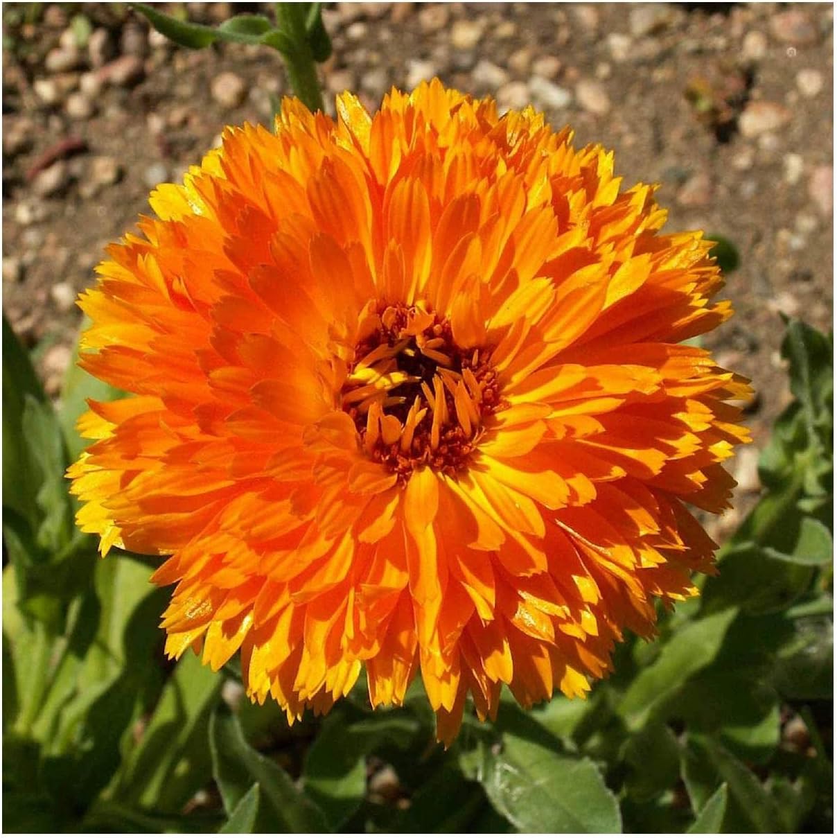 Everwilde Farms - 1 Lb Ball's Orange Calendula Wildflower Seeds - Gold Vault