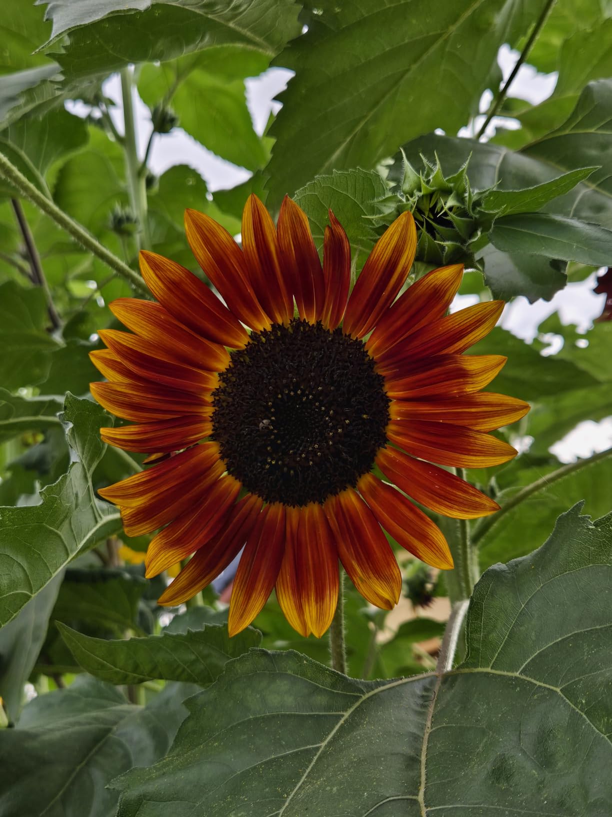 Chocolate Cherry Sunflower Seeds