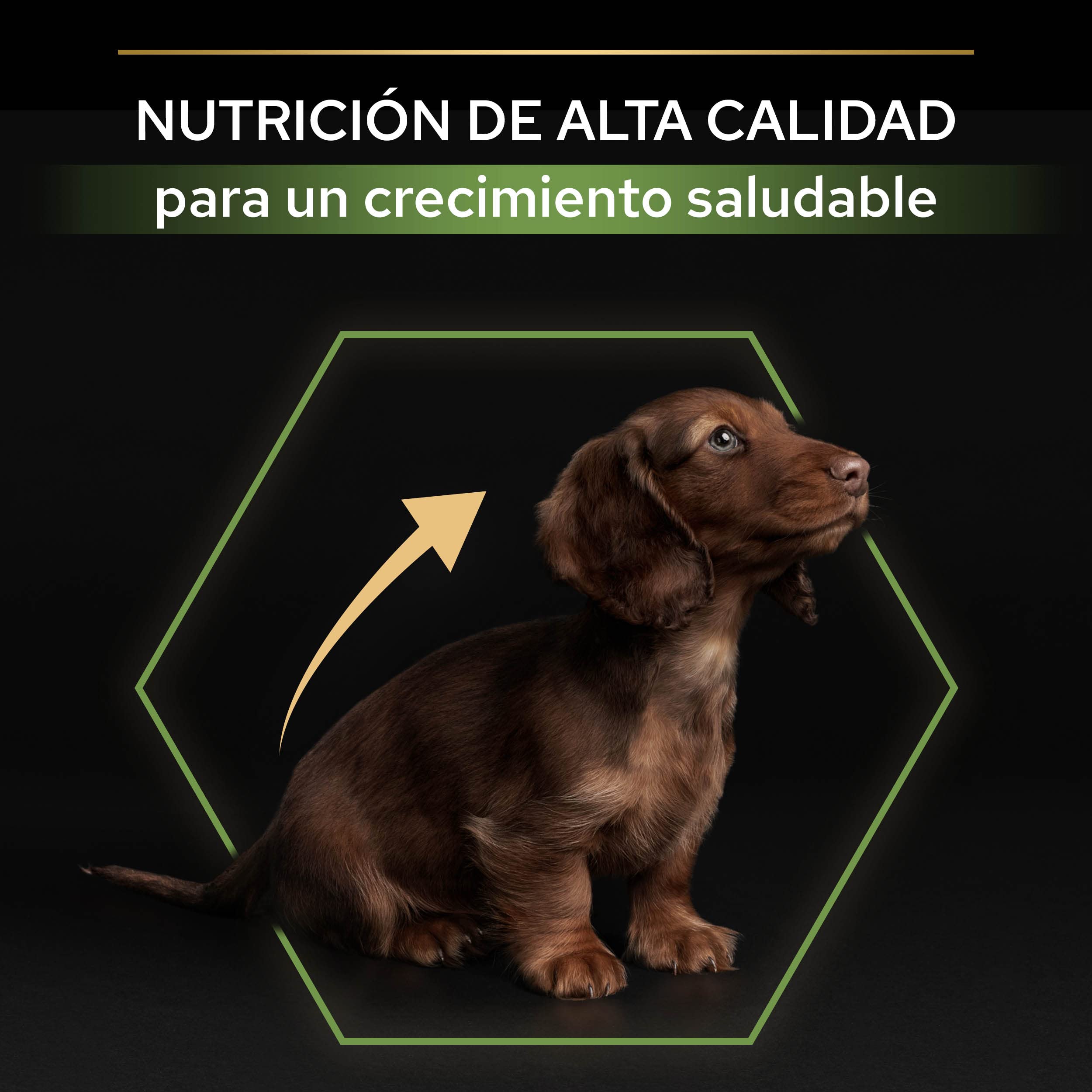 Pro Plan Small&Mini Puppy Start pienso perro Cachorro con calostro 8x700 g