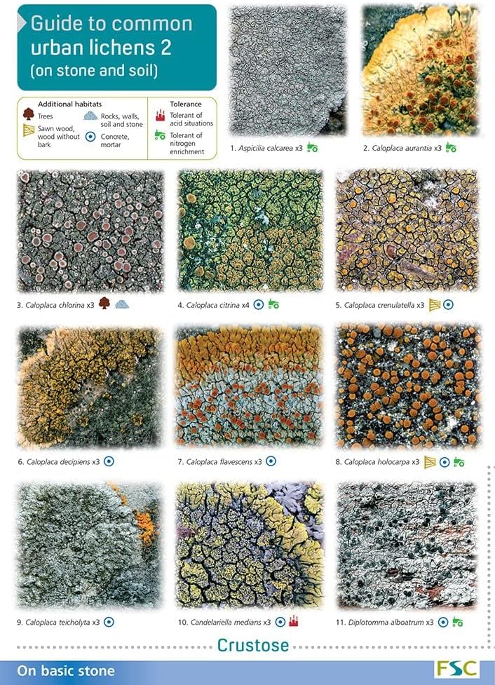 On Stones and Soil (Pt. 2)