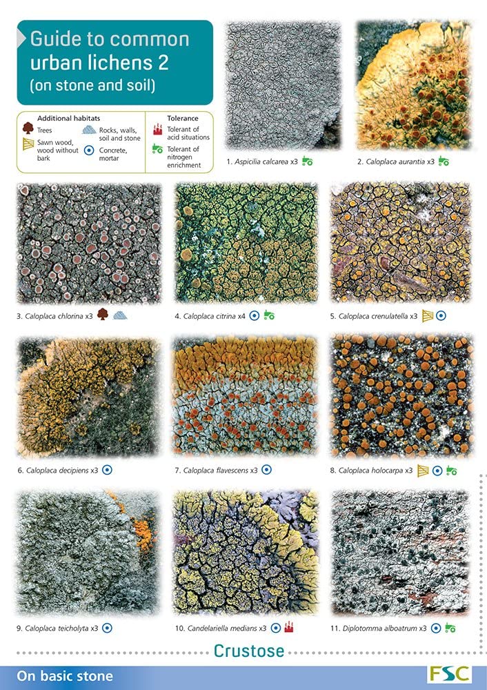 On Stones and Soil (Pt. 2)