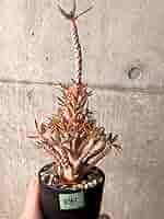 ドルステニアギガスブラータ　挿し枝苗　発根済 ドルステニア・ギガス 'ブラータ'（Dorstenia gigas f. bullata