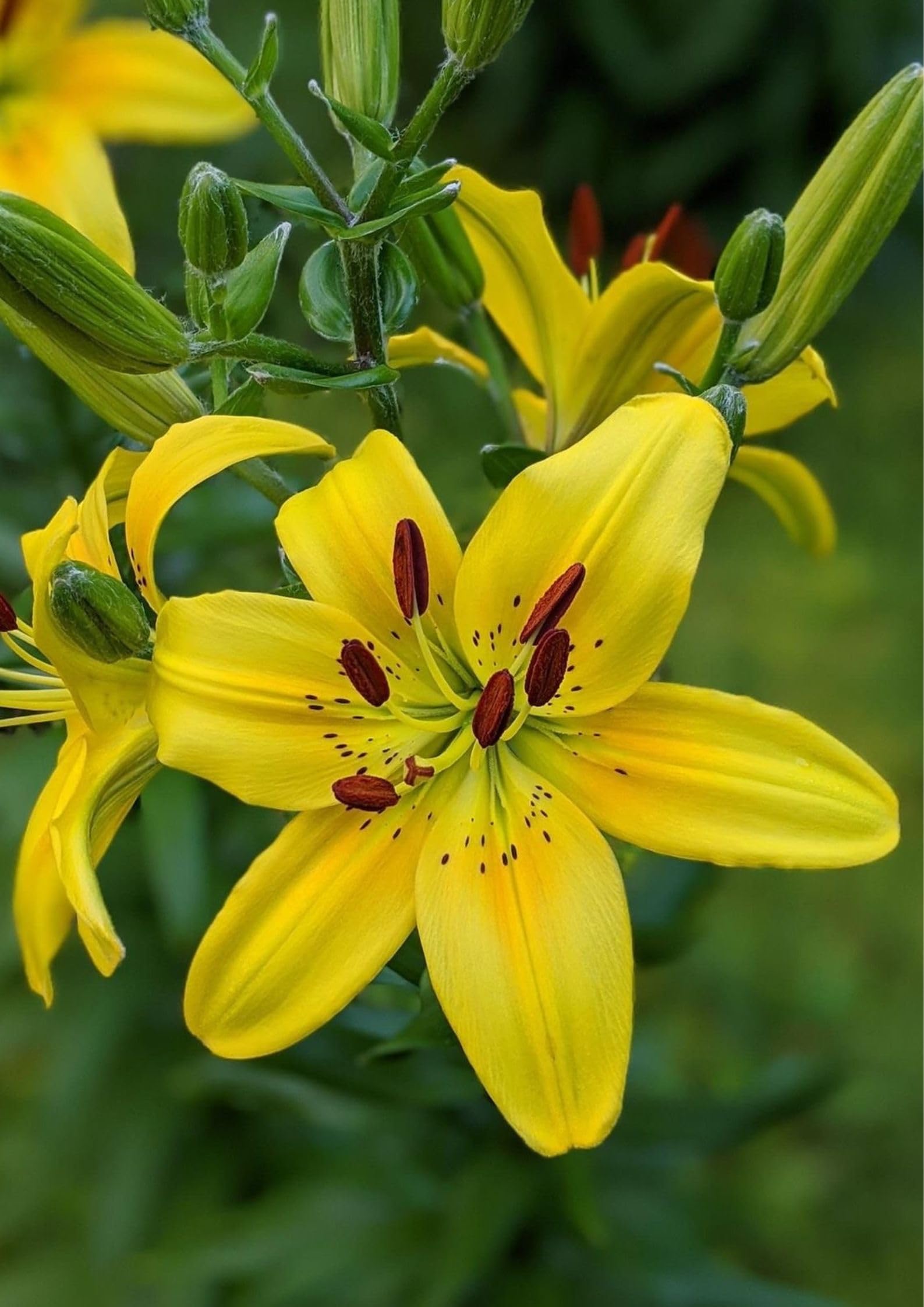 Radha Krishna Agriculture® Holland Imported Yellow Color Asiatic Lily Flower Bulbs For Your Garden (Pack Of 1 Bulbs) (B0CWZ9VVLM) Amazon Price History, Amazon Price Tracker