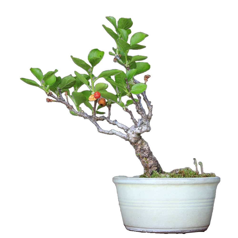 Amazon.co.jp: ツルウメモドキ【蔓梅擬】ミニ盆栽【泰寿園